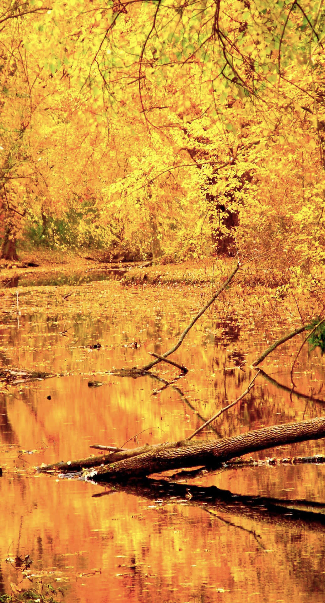 Feel the rush of the autumn leaves with this stunning iPhone wallpaper!