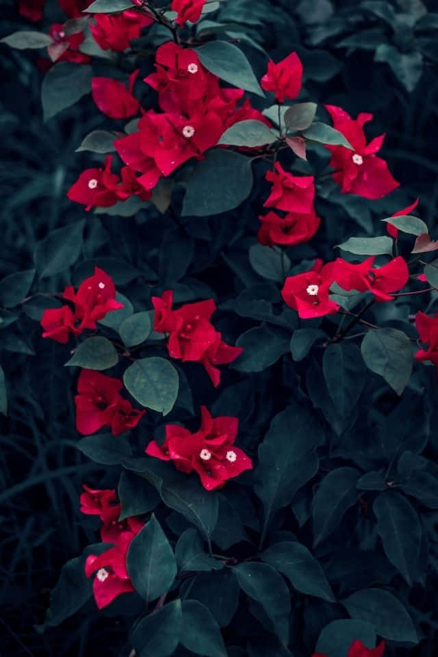 Red Flowers In The Dark