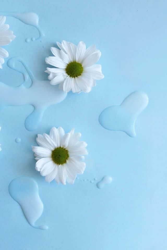 White Daisies On Blue Background With Water Drops