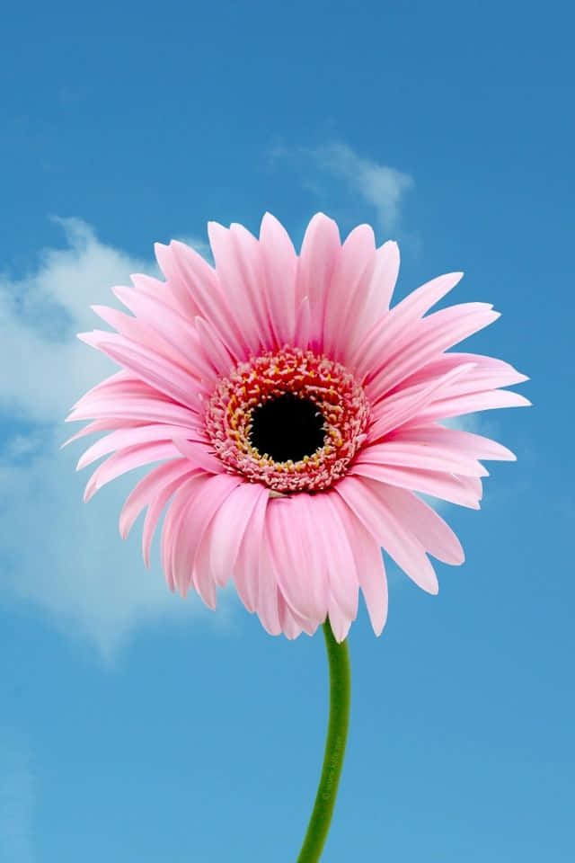 A Pink Flower Is In Front Of A Blue Sky