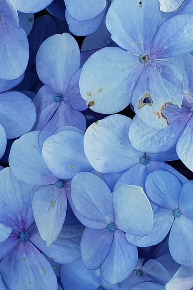 “A Stunning iPhone Flower Background”