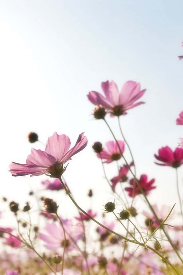 Enjoy the beauty of spring with this vibrant iphone flower wallpaper
