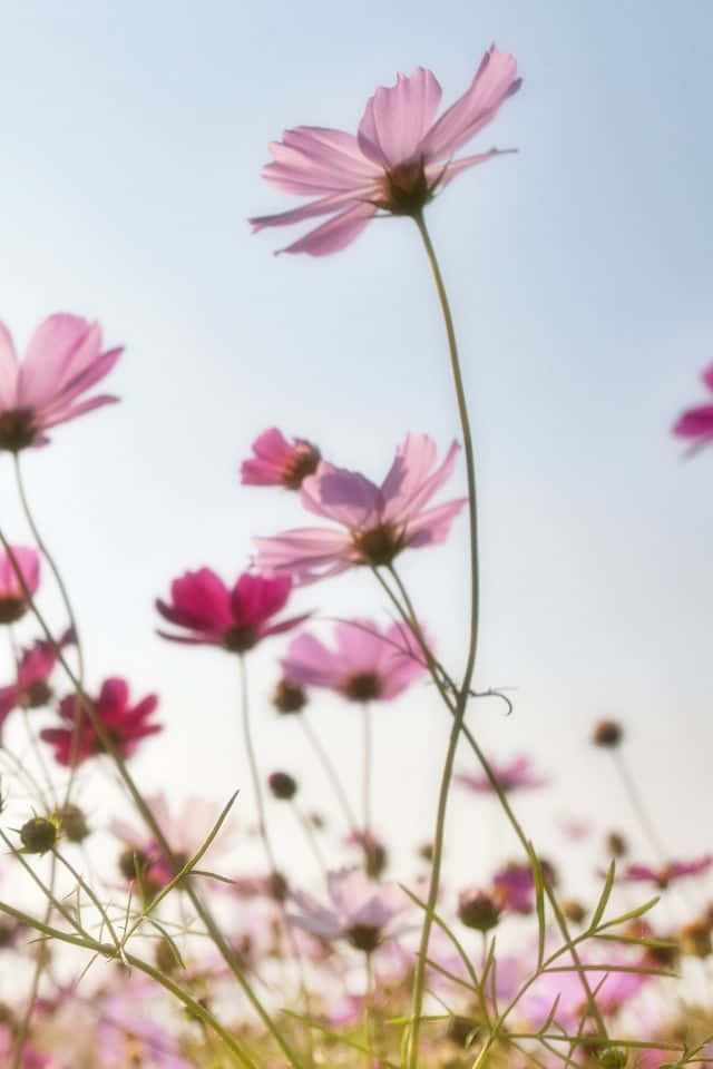 "Let your phone be your gateway to nature’s beauty with this stunning iPhone flower background"