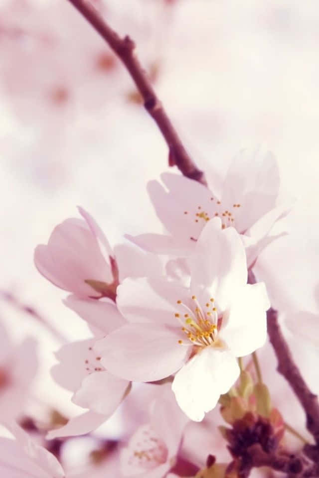 A Close Up Of A Cherry Blossom Tree
