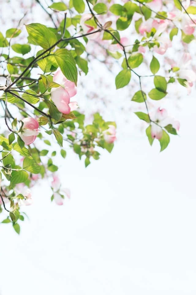 Pink Dogwood Tree With Leaves And Pink Flowers