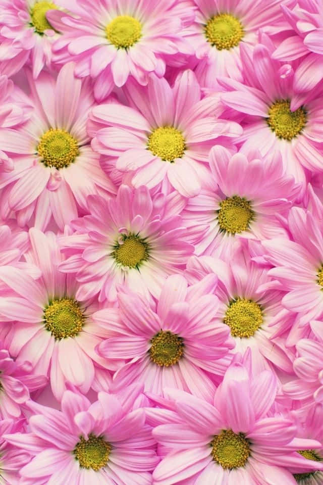 Enjoy the beauty of nature with this inspiring iphone flower background