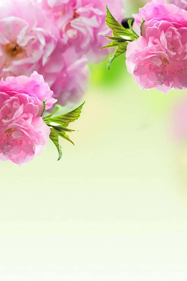 Pink Flowers On A Green Background