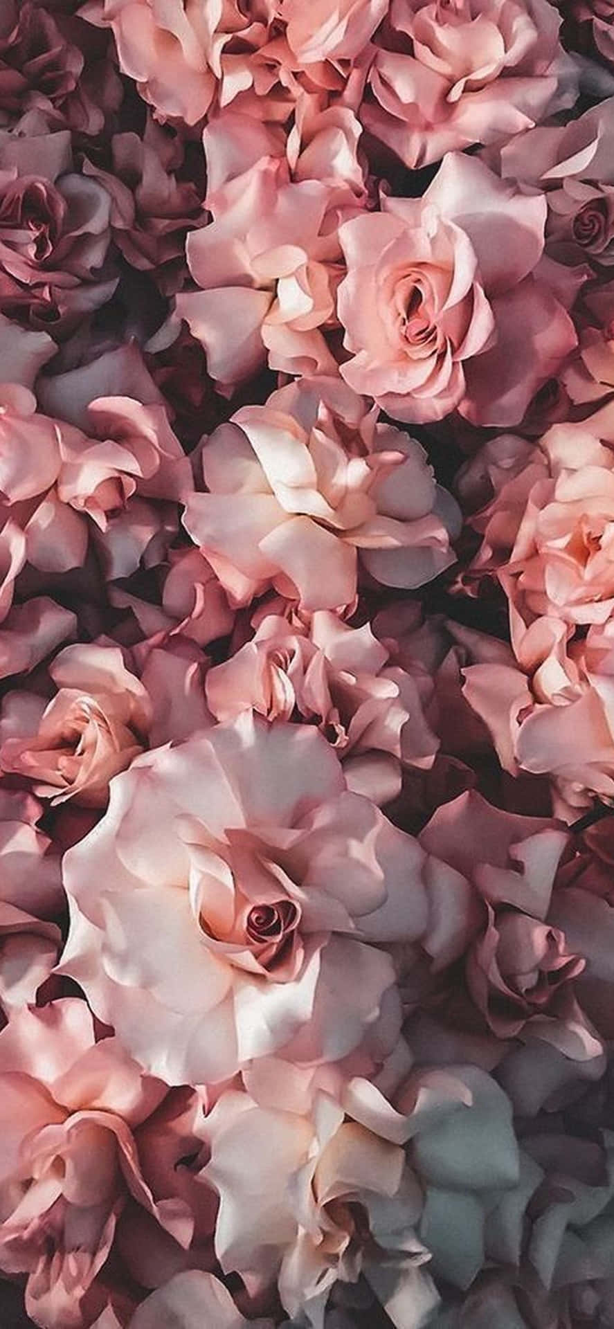 pink roser i vandet Wallpaper