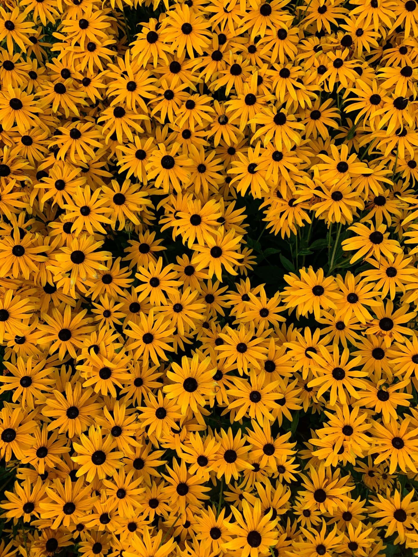 Et felt af gule blomster med sorte pletter Wallpaper