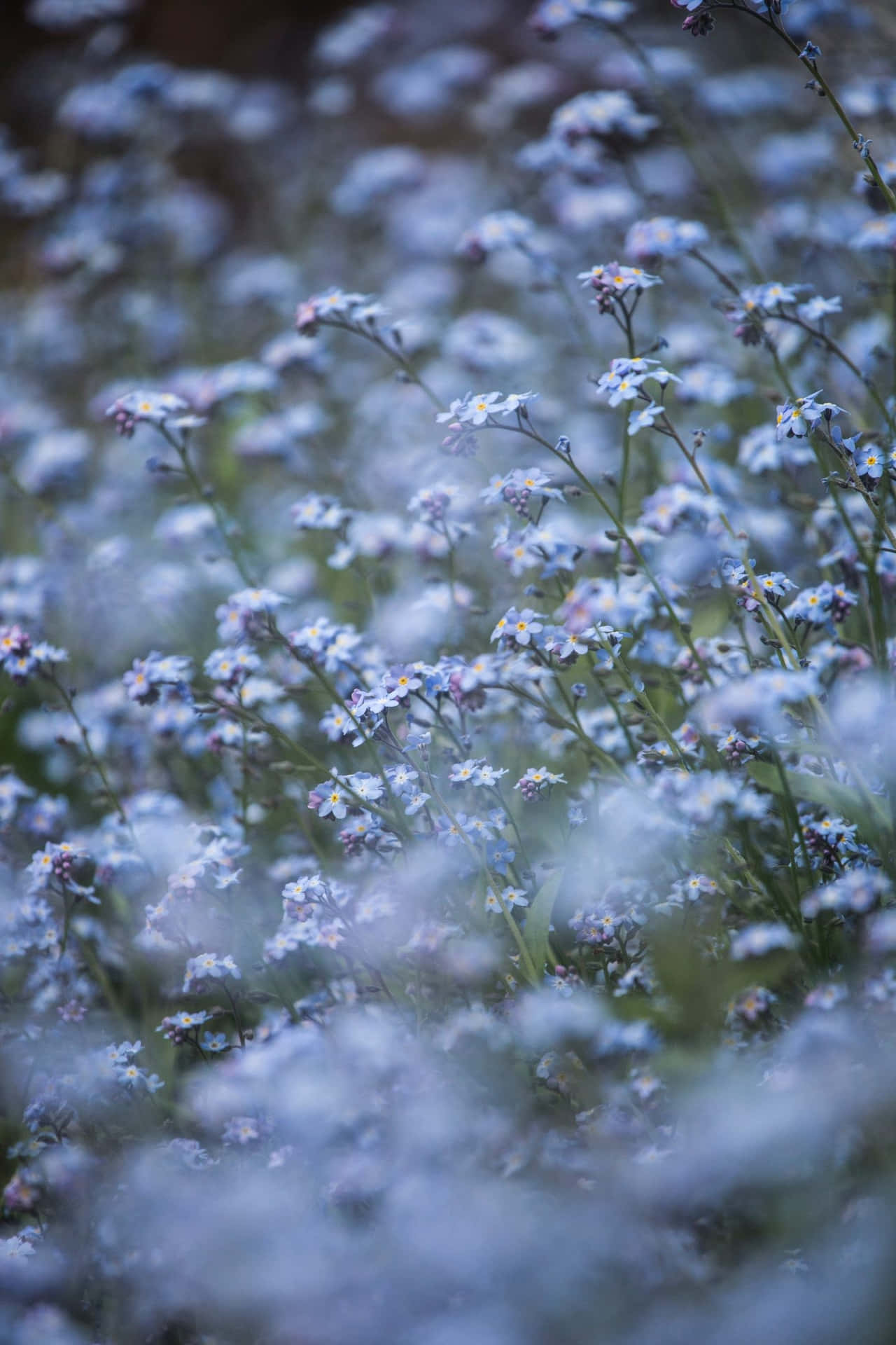 Enblå Blomma I Gräset. Wallpaper