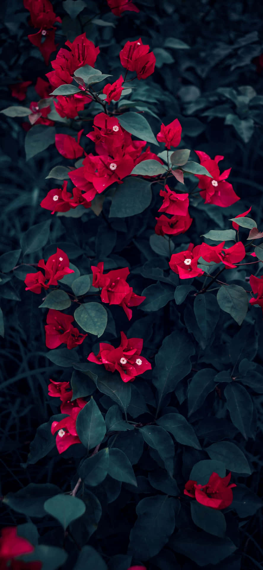 Iphone Blomster 1170 X 2532 Wallpaper
