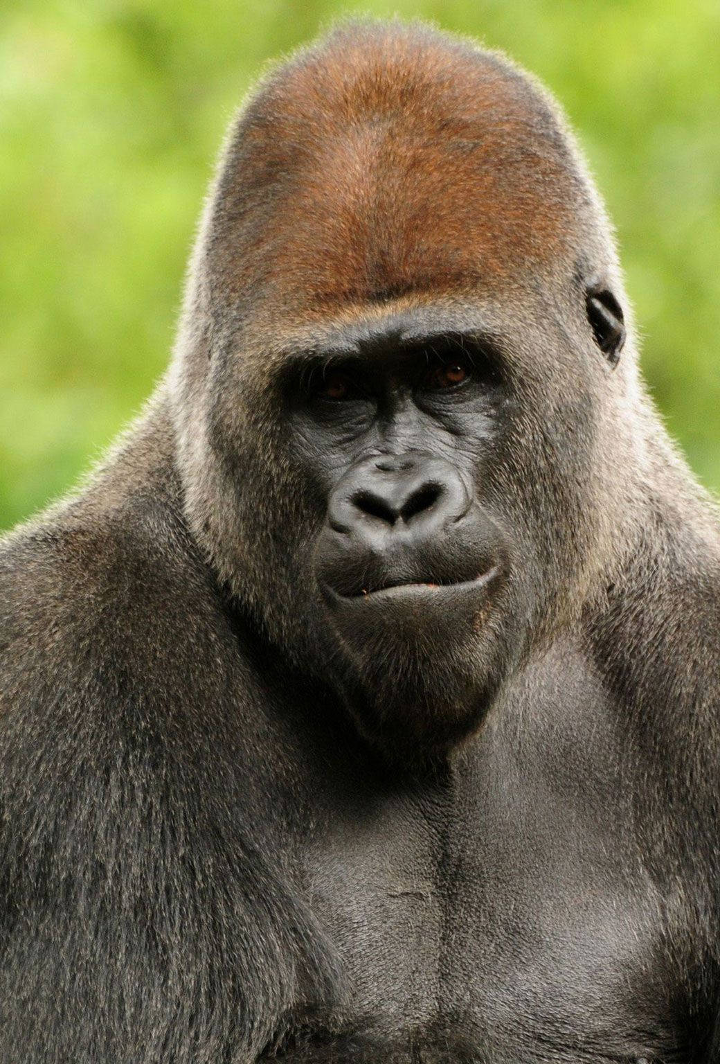 Iphone Gorilla Com Aparência Séria Papel de Parede