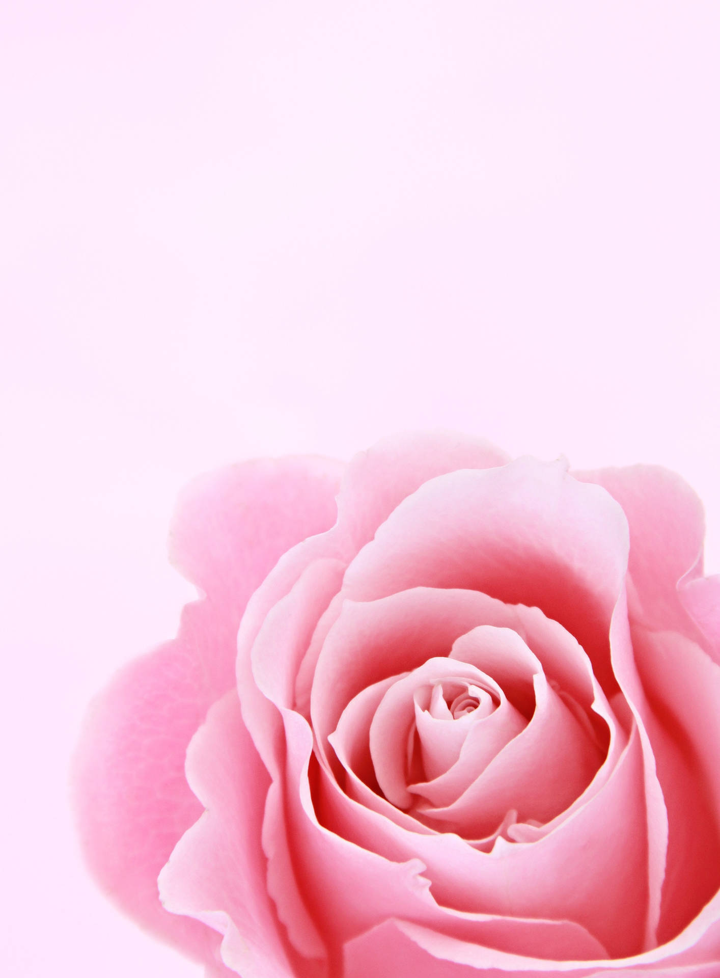 Elegant iPhone Lock Screen with Soft Rose Design Wallpaper