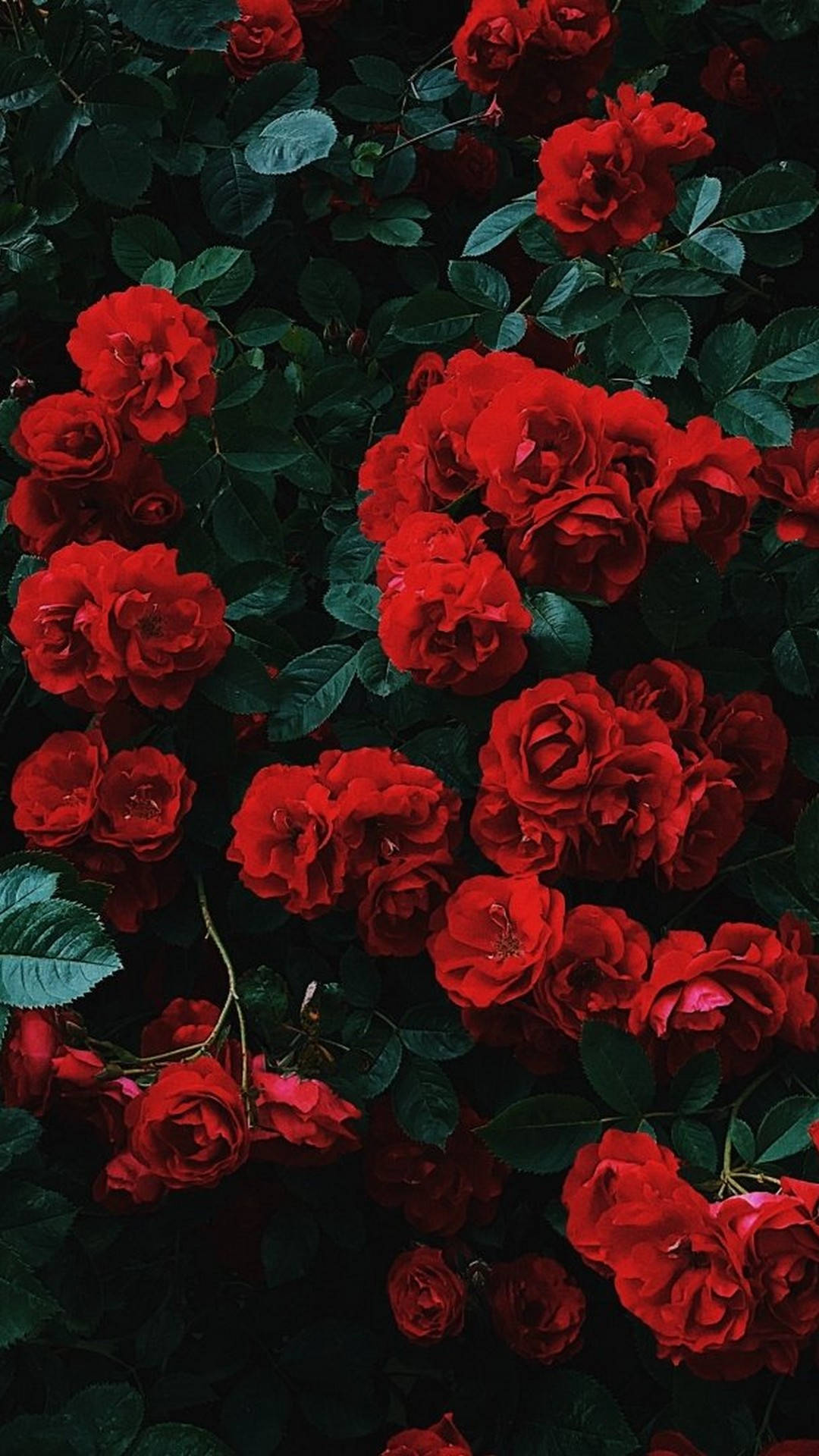 Iphone Red Aesthetic Flowers Picture