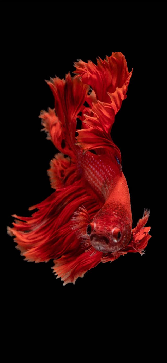 Iphone Siamese Fighting Fish Vermelho Papel de Parede