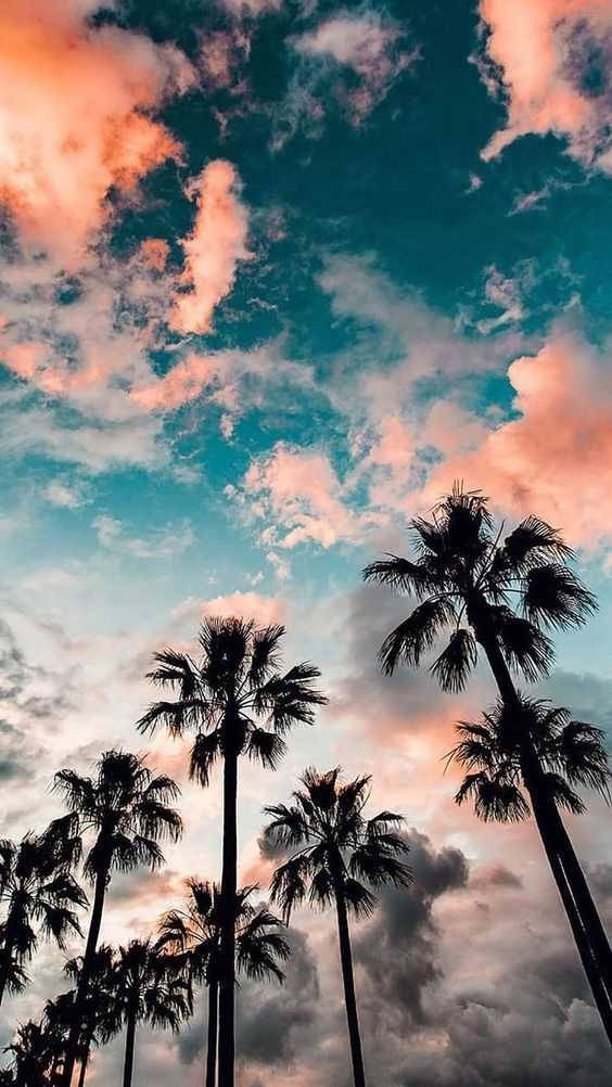 Iphone Stock Palm Trees Wallpaper