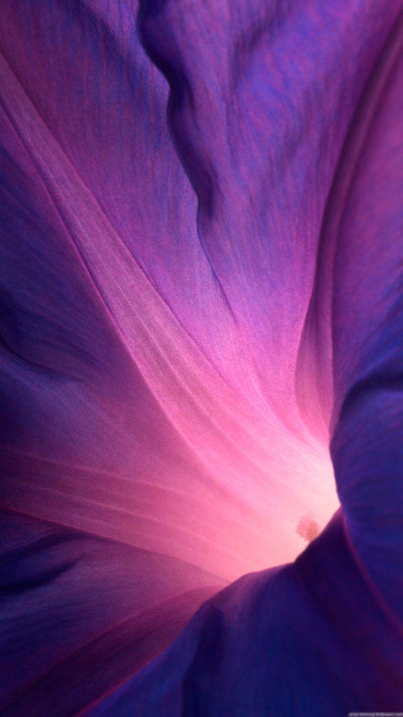 Iphone Stock Purple Flower