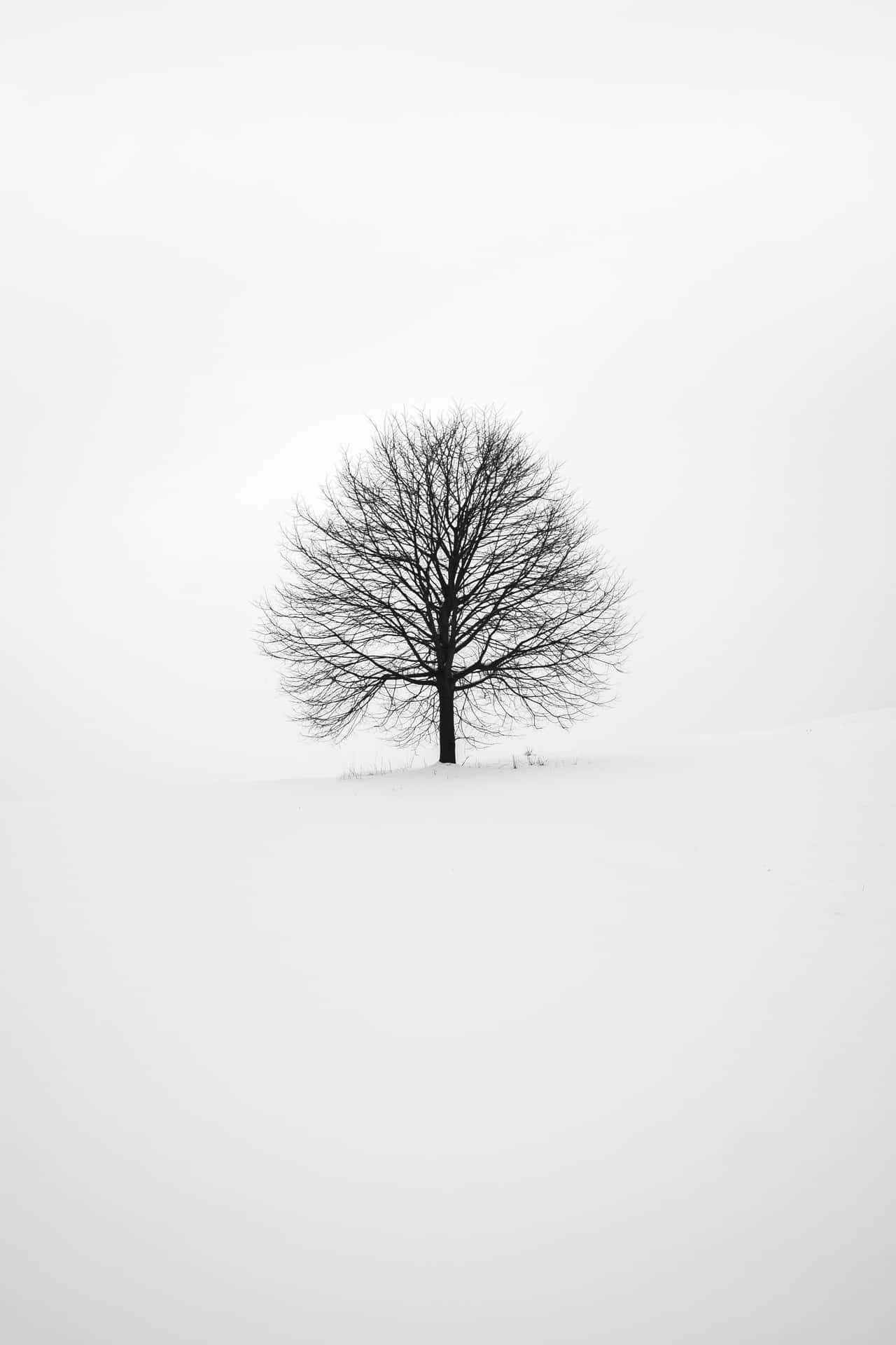 A Lone Tree In A Snow Covered Field
