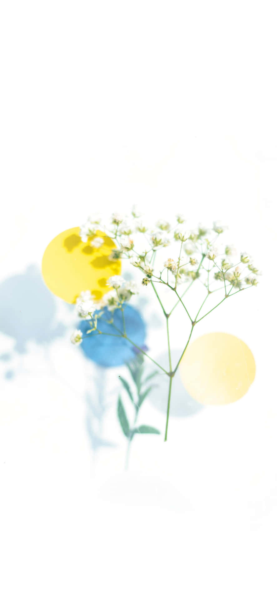 iPhone Hvide Blomster Wallpaper