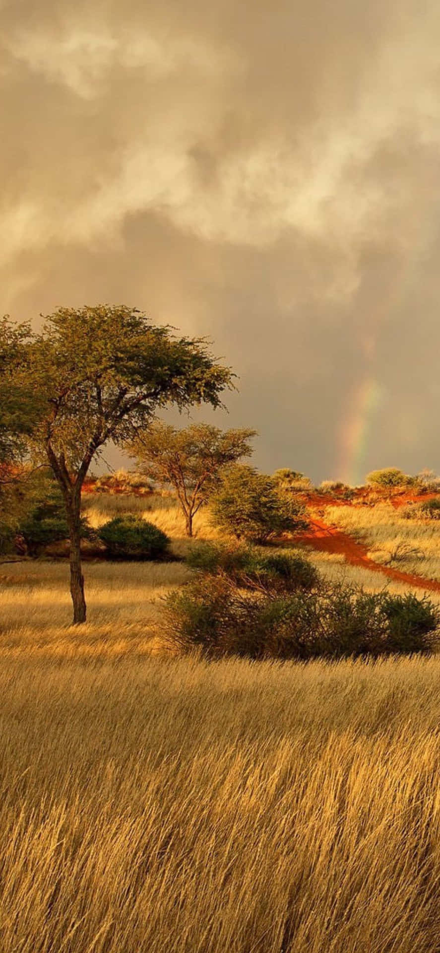 Caption: Majestic African Landscape on iPhone X