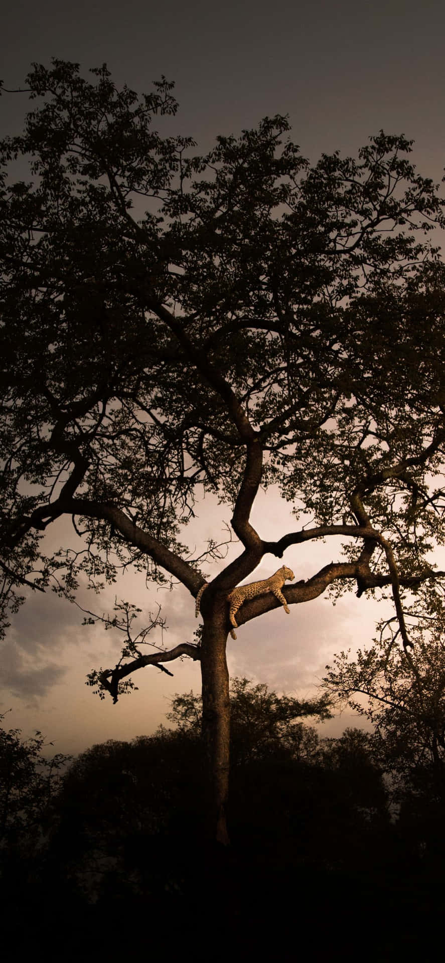 a giraffe standing under a tree