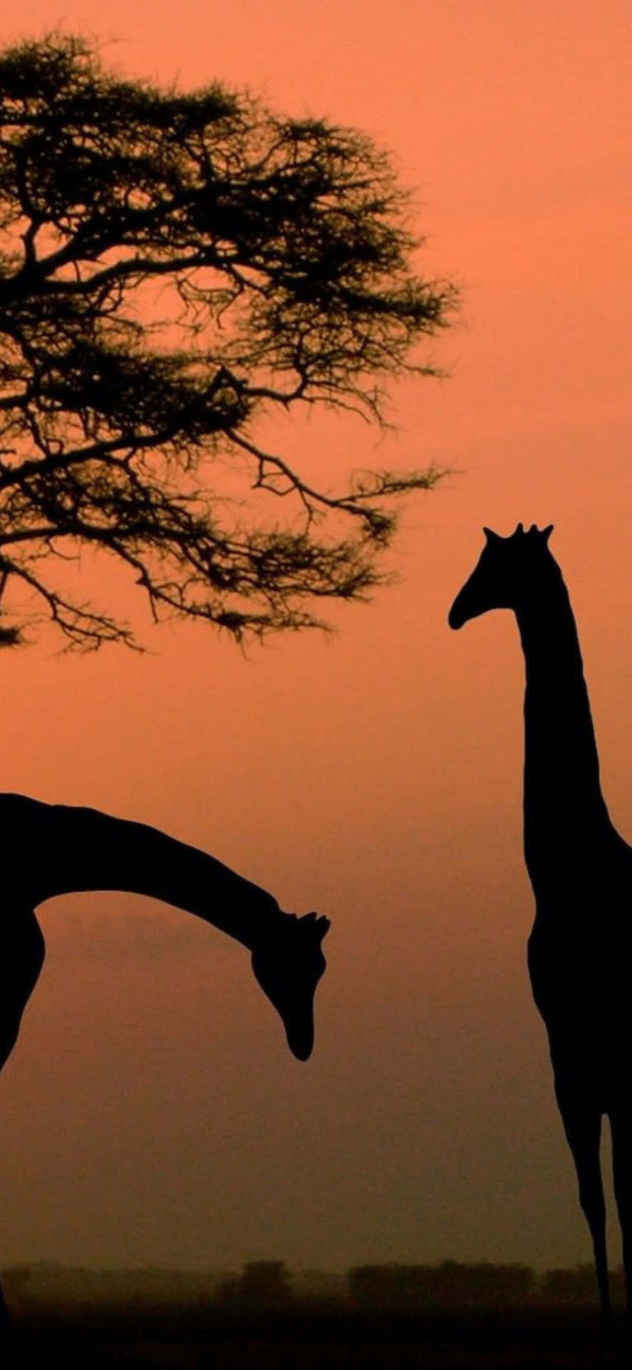 Giraffeche Stanno In Piedi Sull'erba