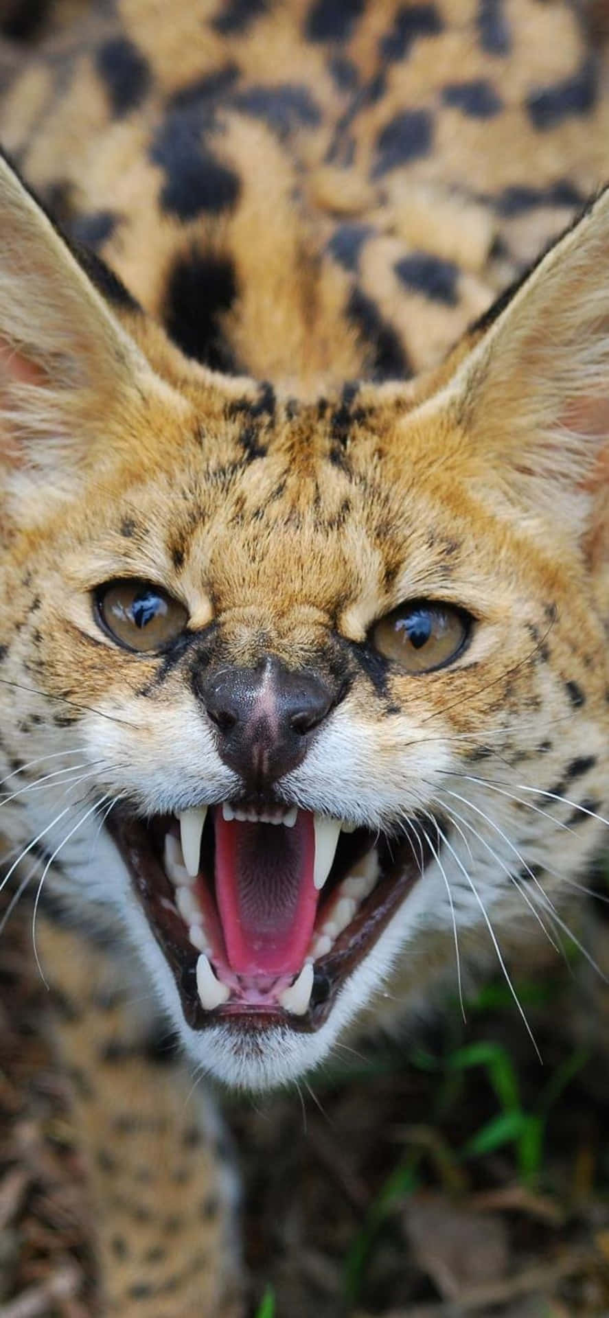 a close up of a saber-tooth cat with its mouth open