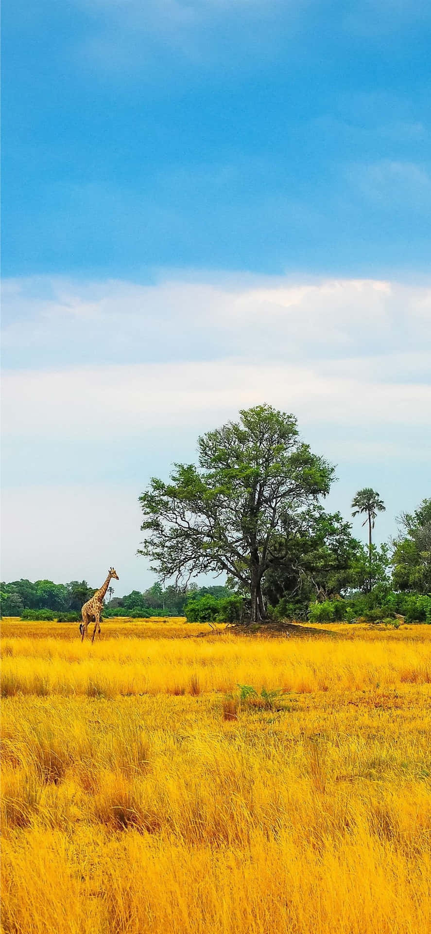 a giraffe in a field