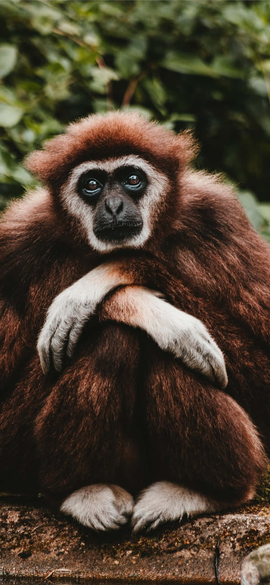 "Iphone X Gibbon, Taking Technology to New Heights"