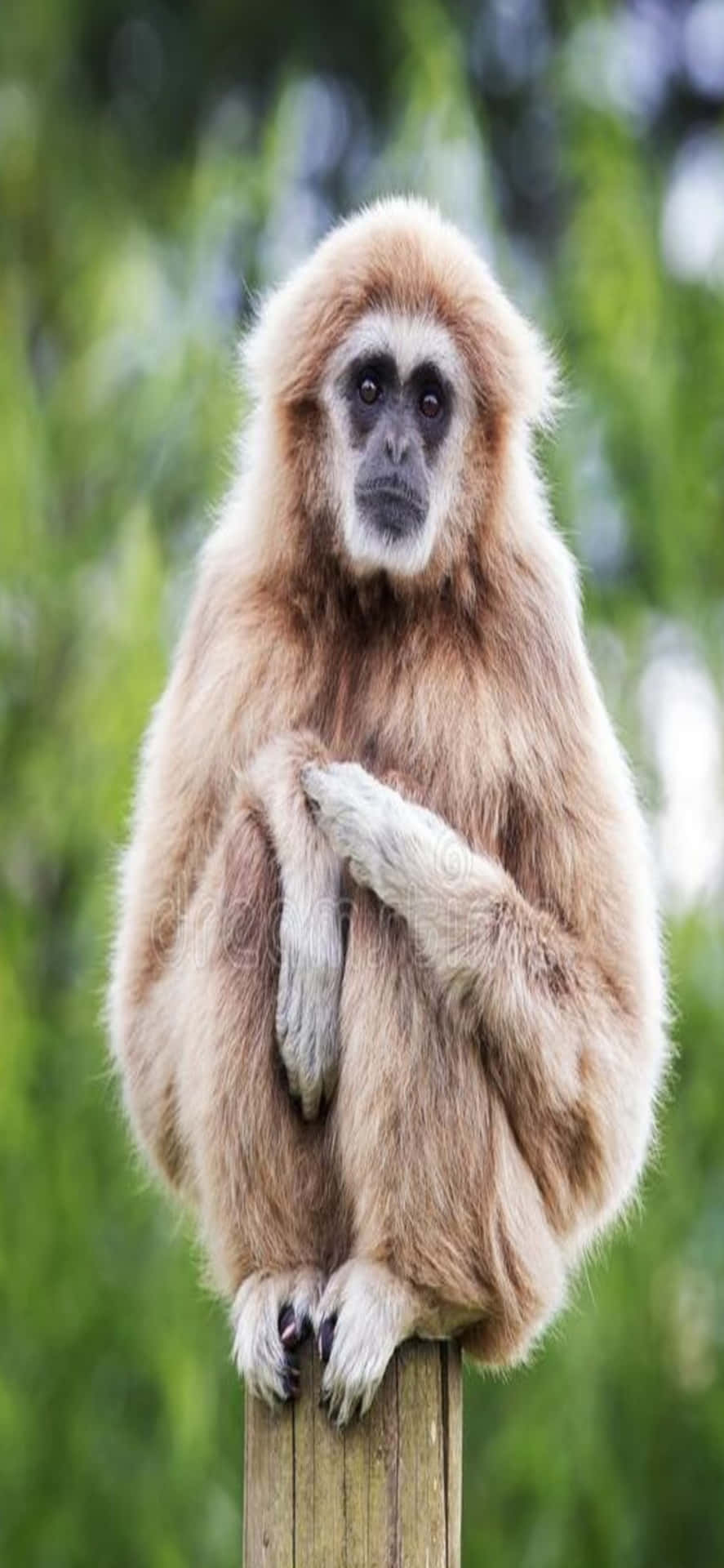 Iphonex Gibbon Baggrund Gibbon Siddende På En Stolpe
