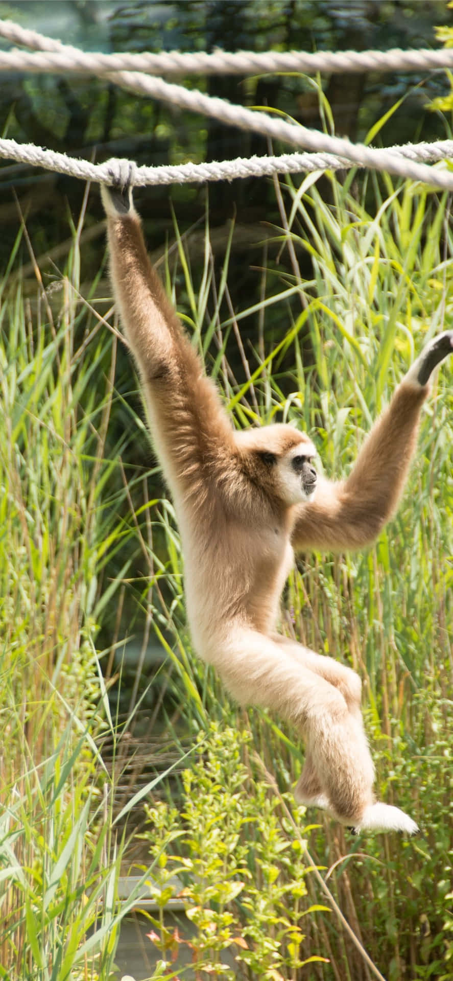 Iphone X Gibbon Background Gibbon Hanging On A Rope Background