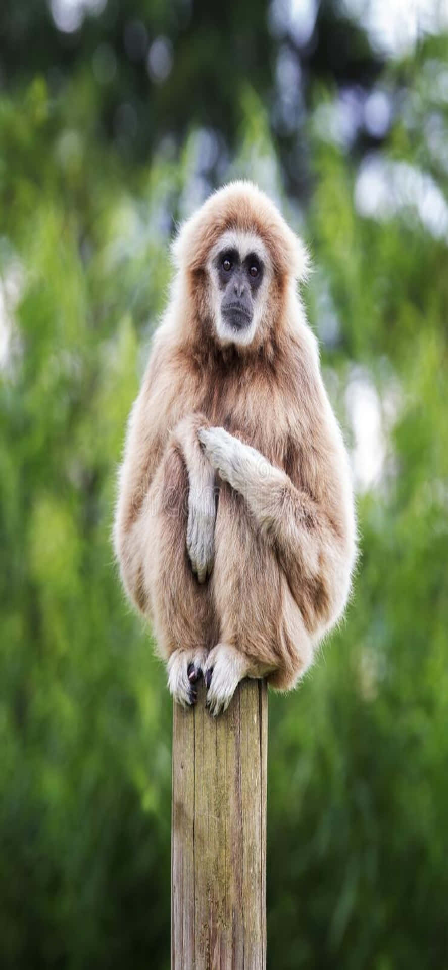 Iphonex Gibbon Hintergrund