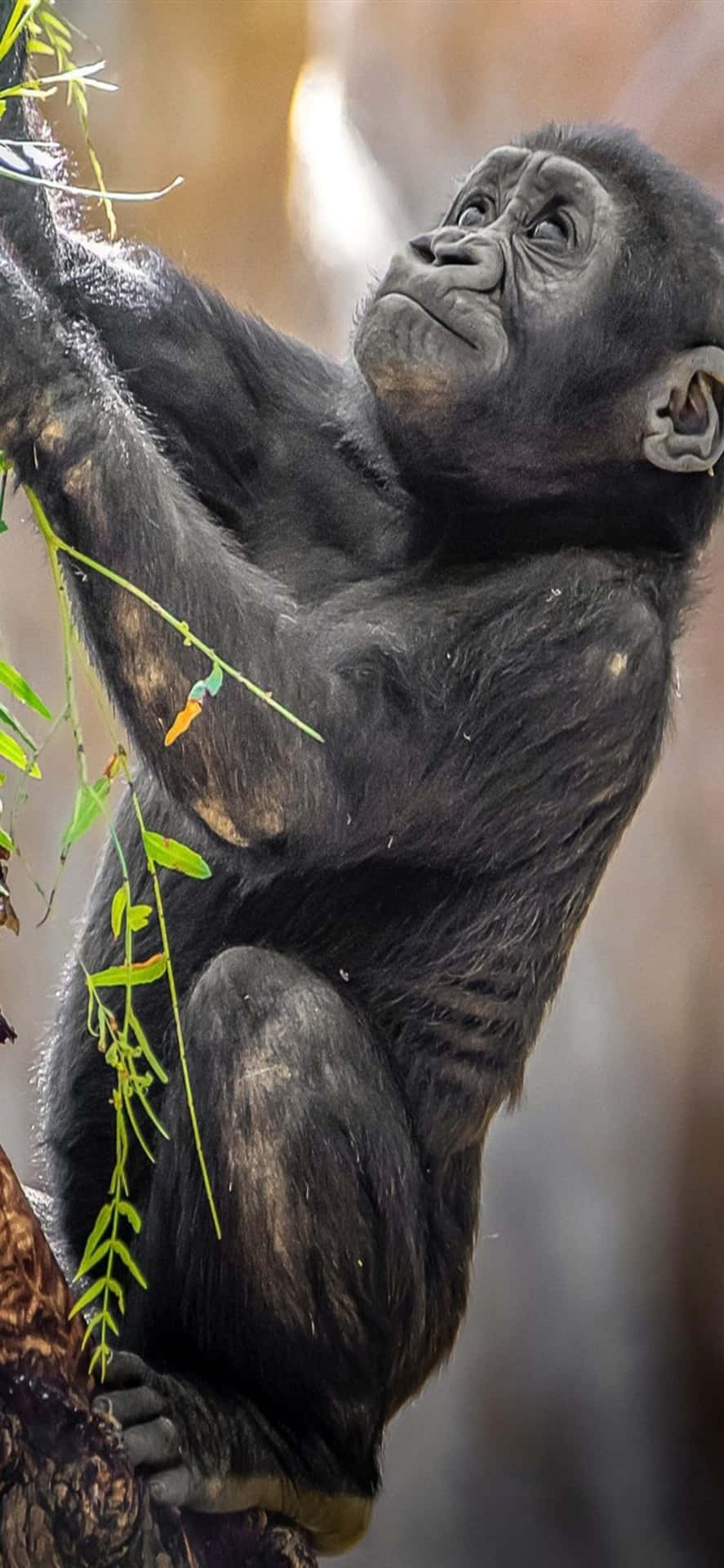 A Baby Gorilla Is Climbing On A Branch