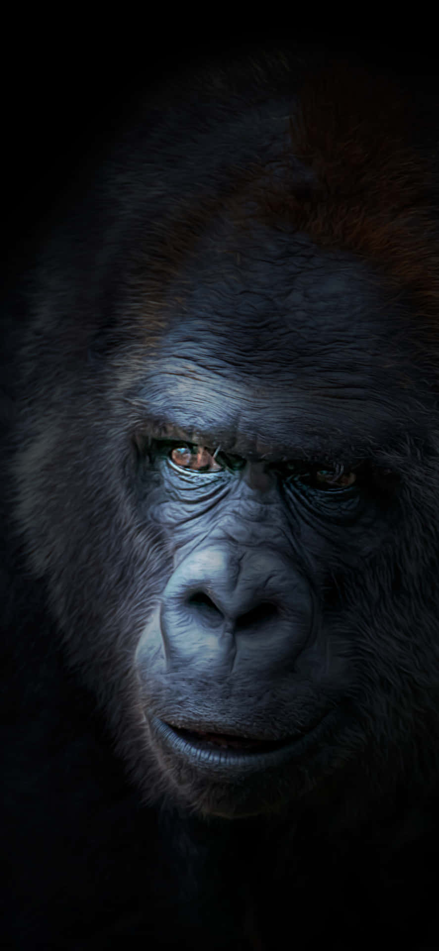 Restaconnesso Ovunque Con L'iconico Gorilla Per Iphone X