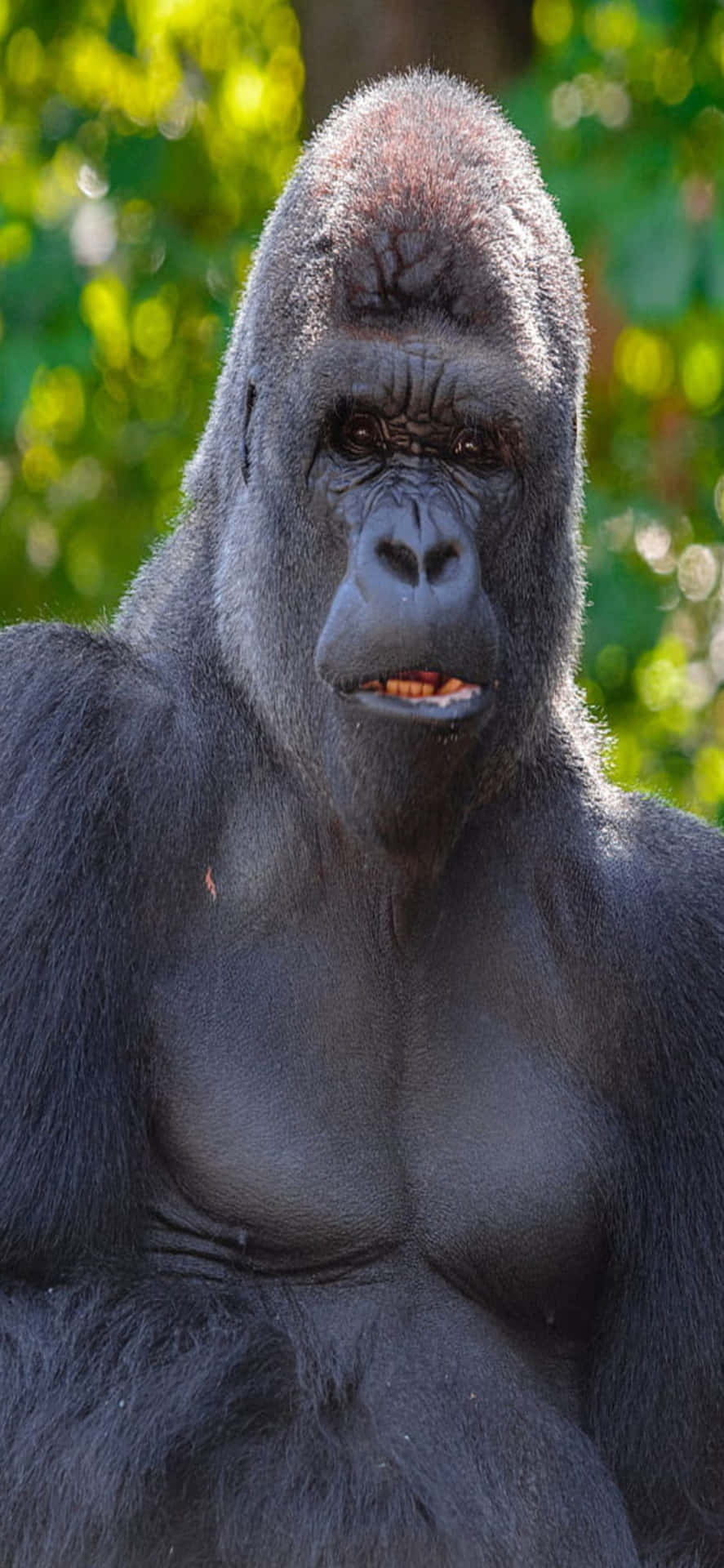 Affascinantesfondo Gorilla Per Iphone X