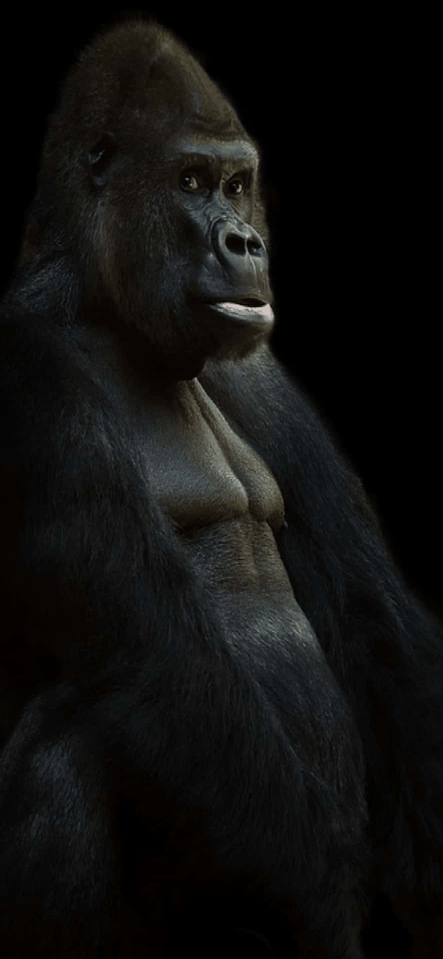 The all-new iPhone X gorilla wallpaper