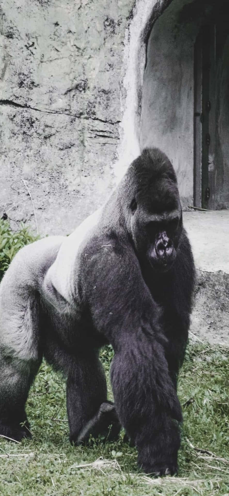 Portala Tua Fotografia Ad Un Livello Superiore Con L'iphone X Gorilla