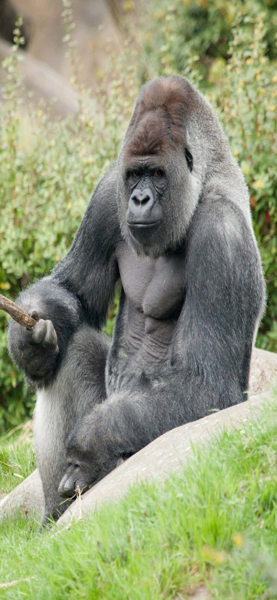 The Strength of the Iphone X - Perfectly Represented By This Majestic Gorilla