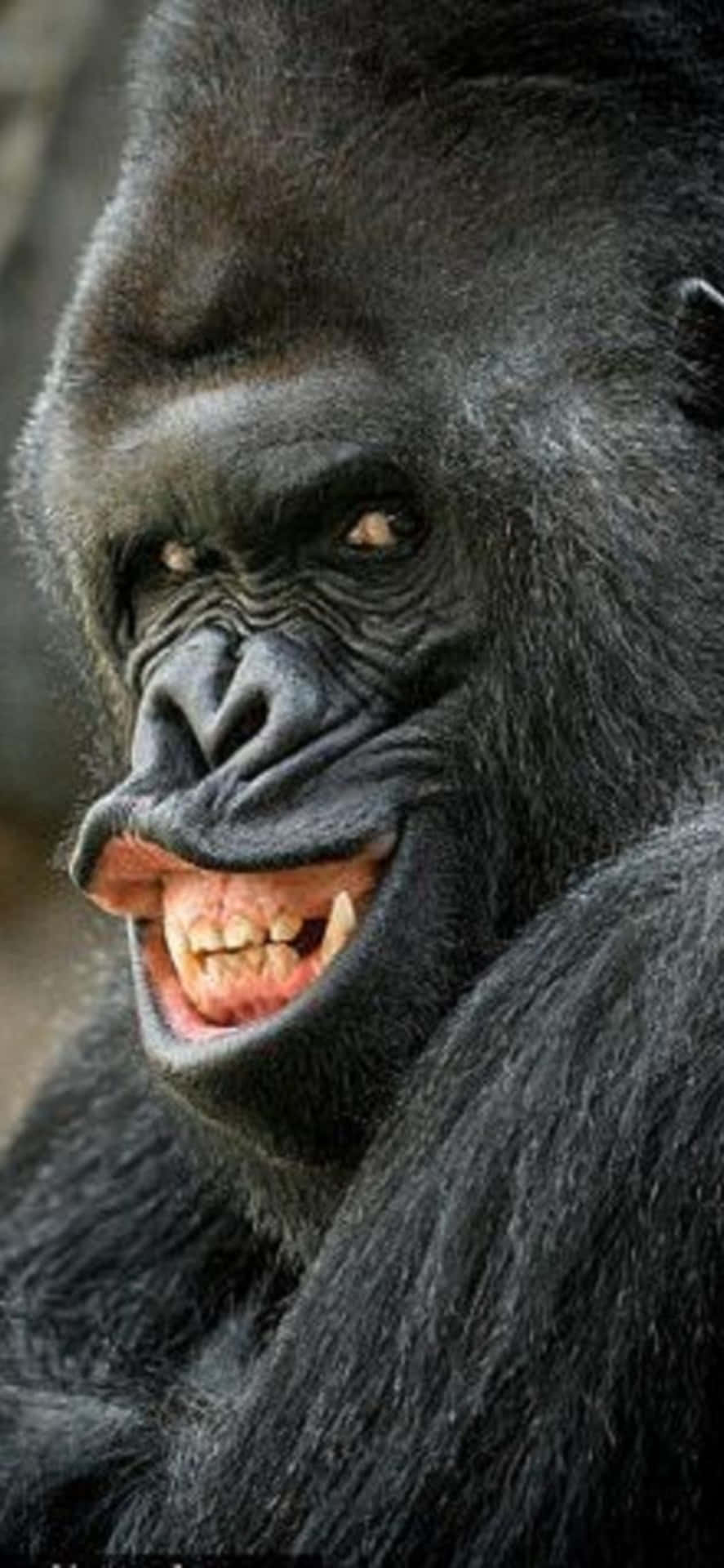 Show Off Your Wild Side With A Unique Iphone X Gorilla Background