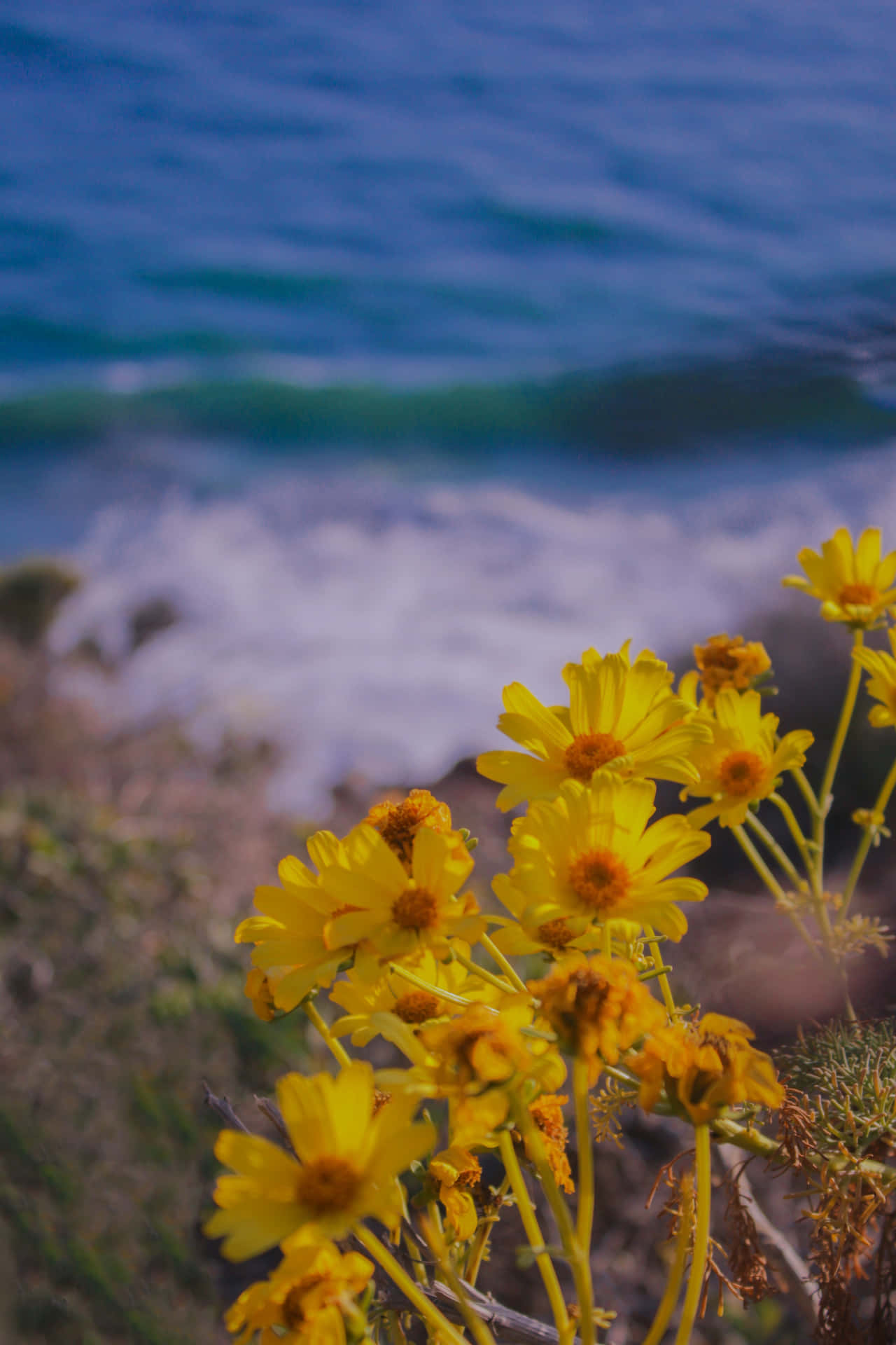 Iphone X Malibu Background With Brittlebush Flower