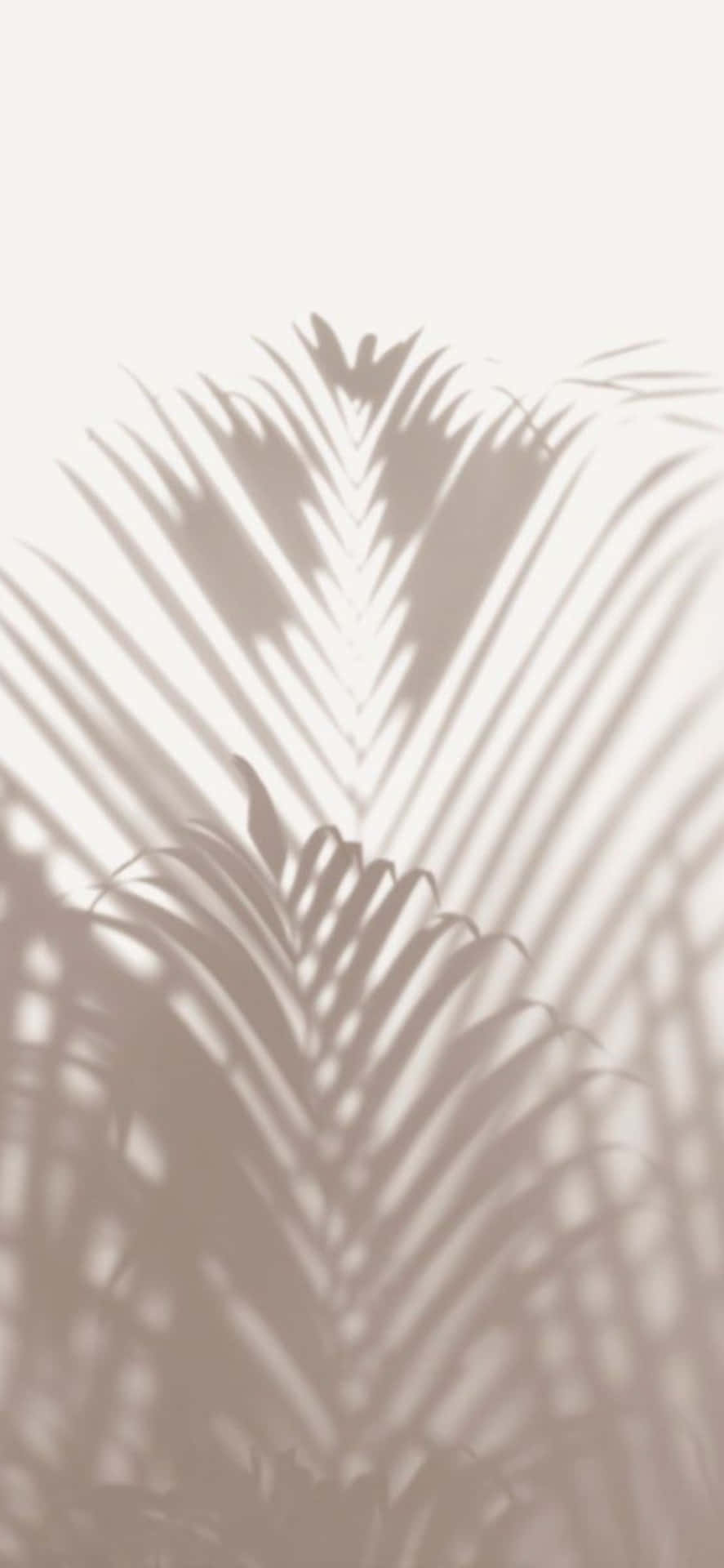 iPhone X Minimal Palm Leaves Shadow Background