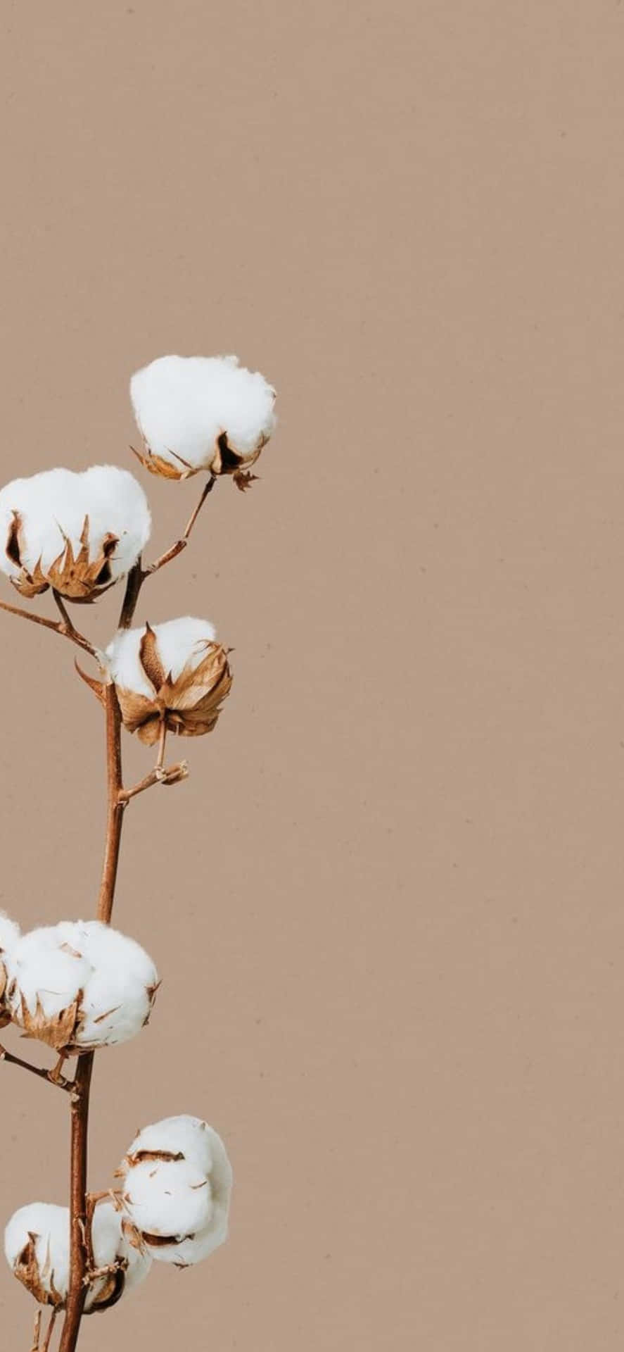 iPhone X Minimal White Cotton Flowers Background