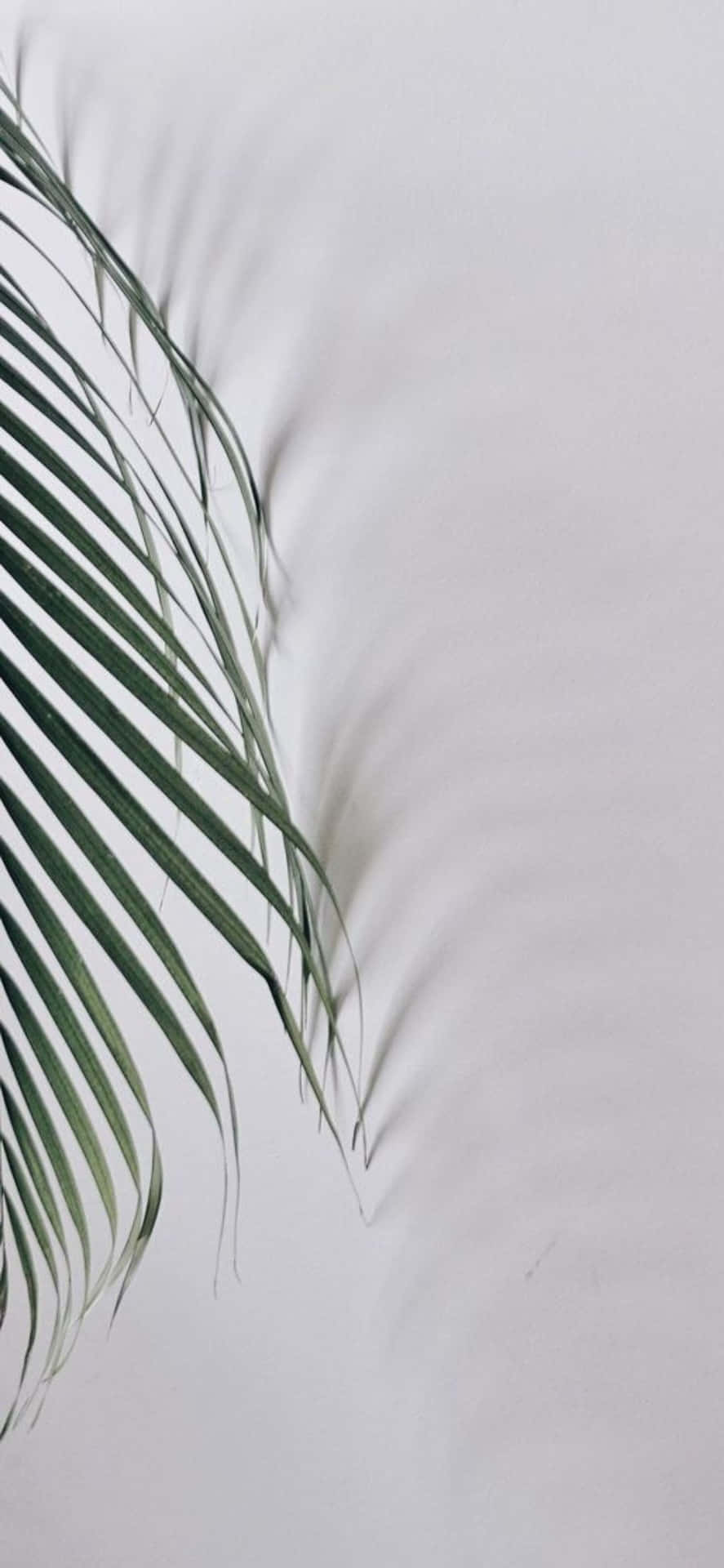 Iphone X Minimal Palm Leaves Background
