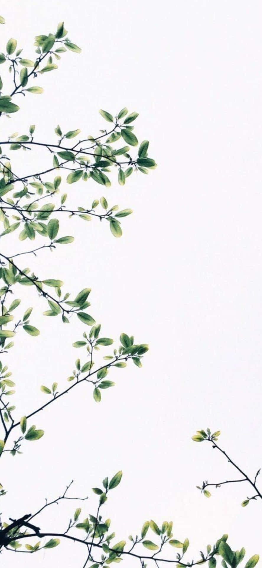 Iphone X Minimal Leaves And White Sky Background