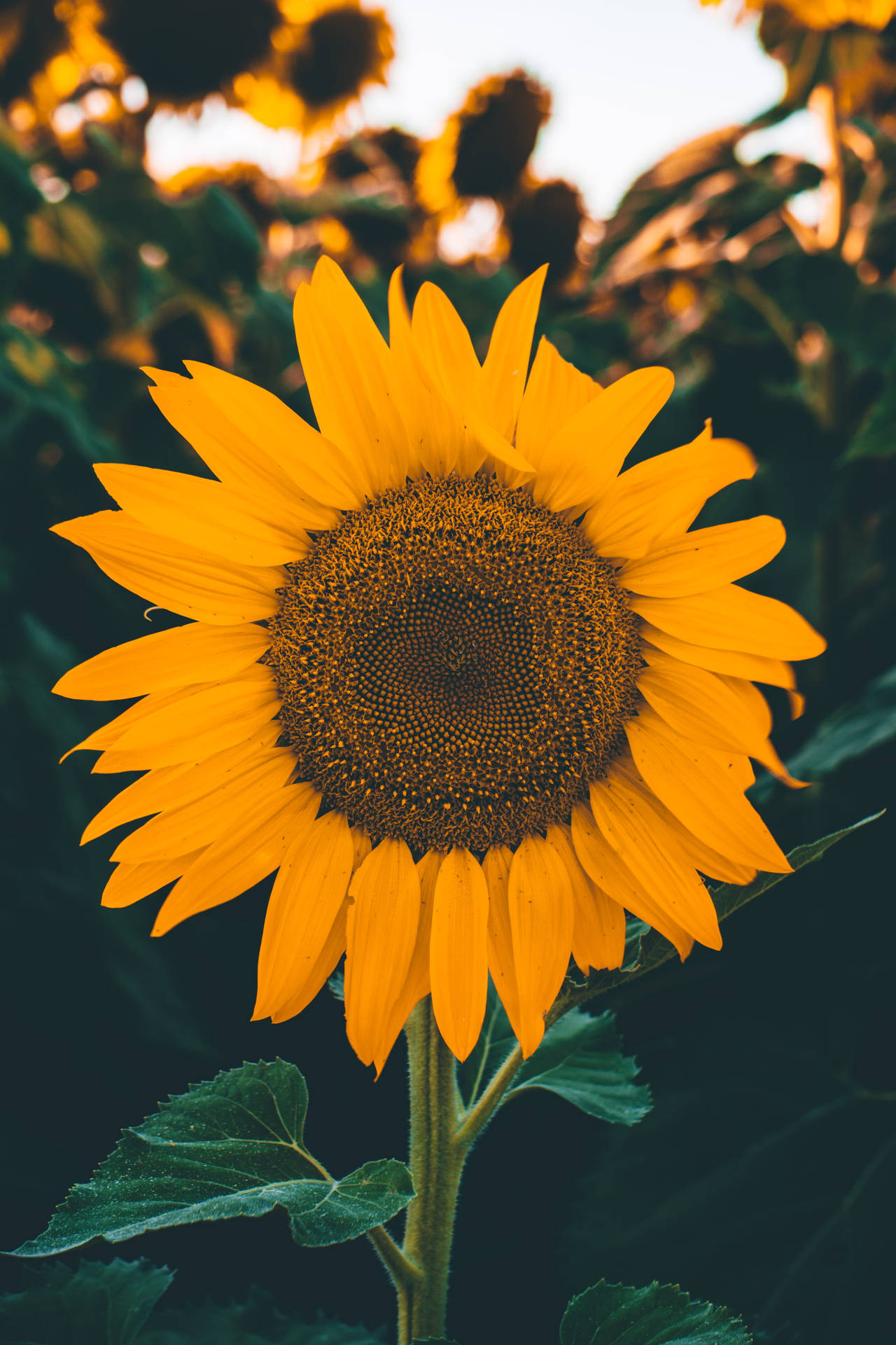 Iphone X Nature Lovely Sunflower Head Background