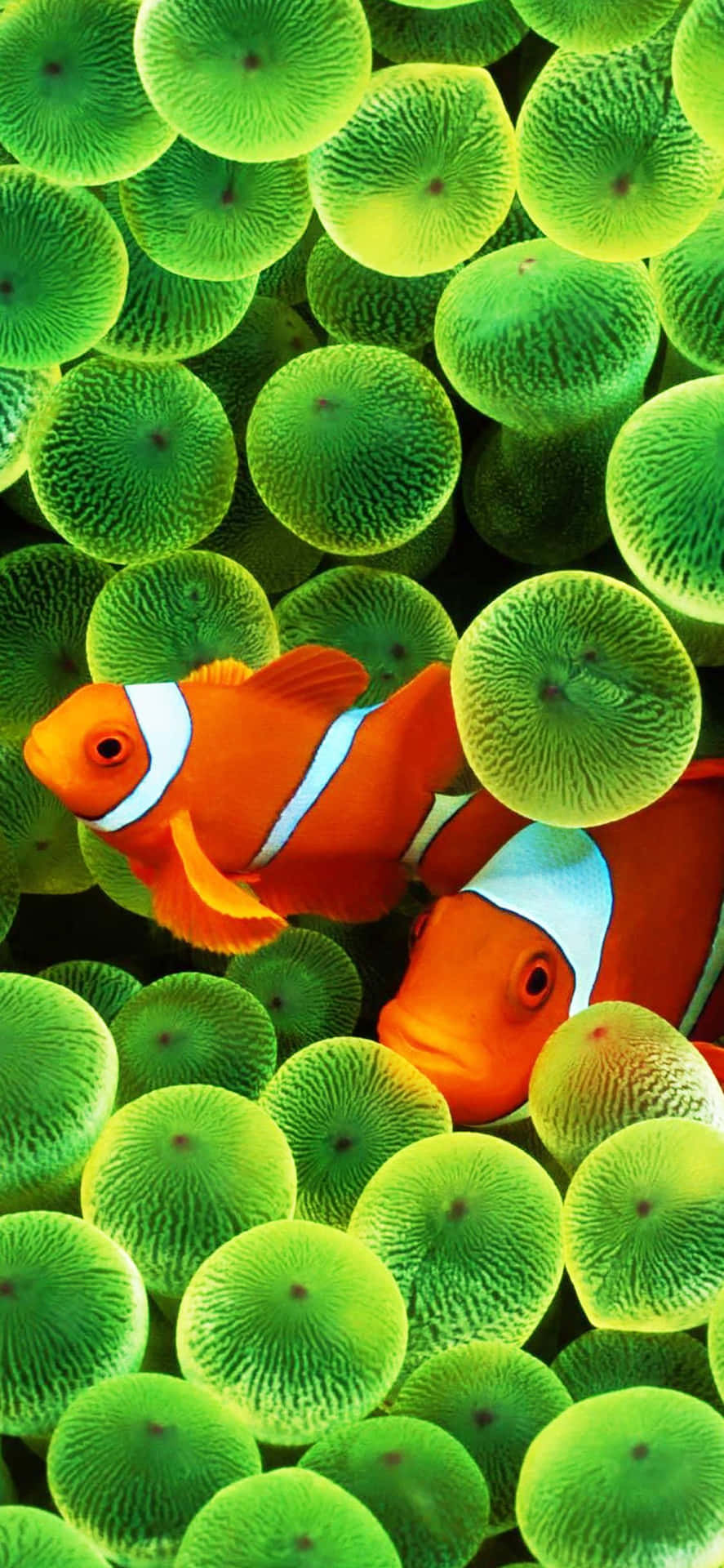 Iphone X Oled Clownfish With Cells Wallpaper
