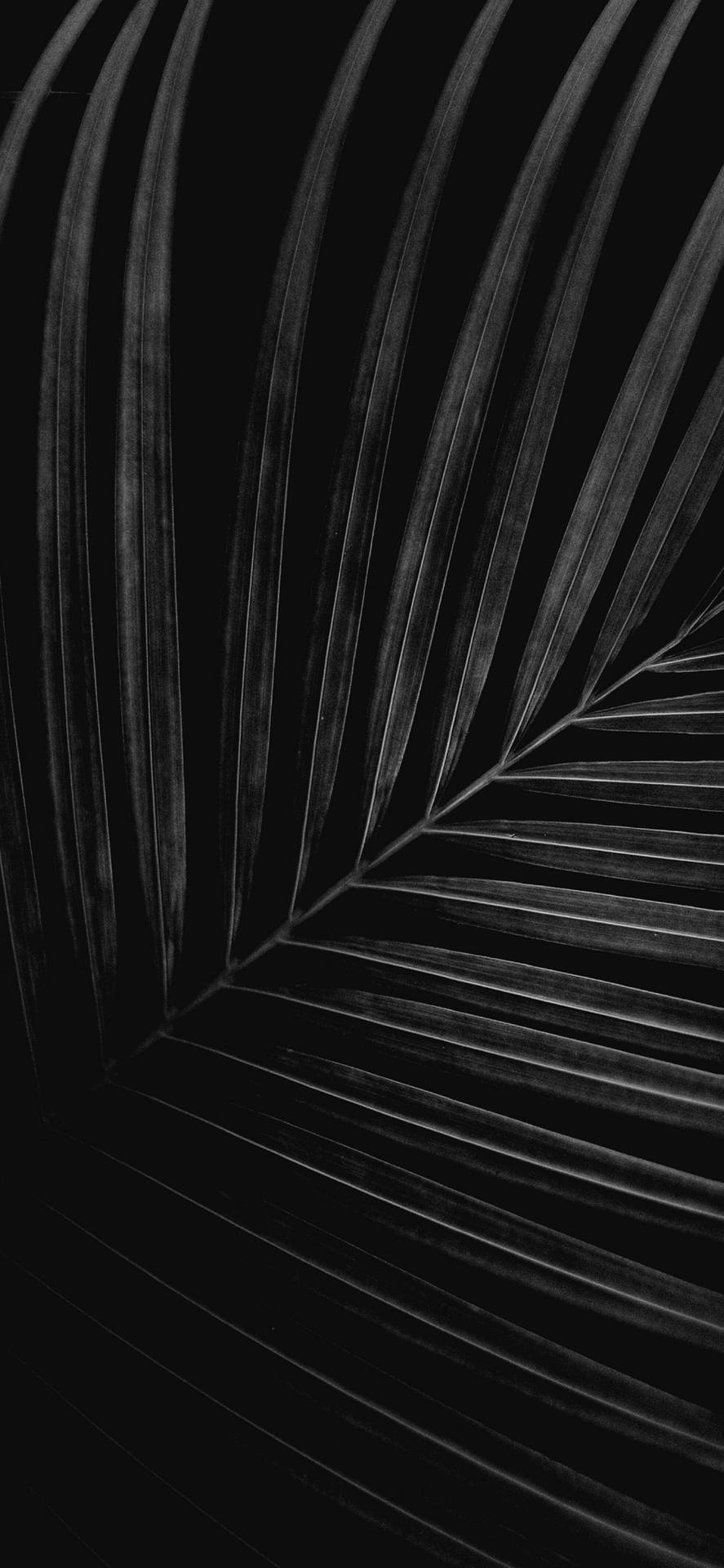 iPhone X Original Black And White Leaves Wallpaper