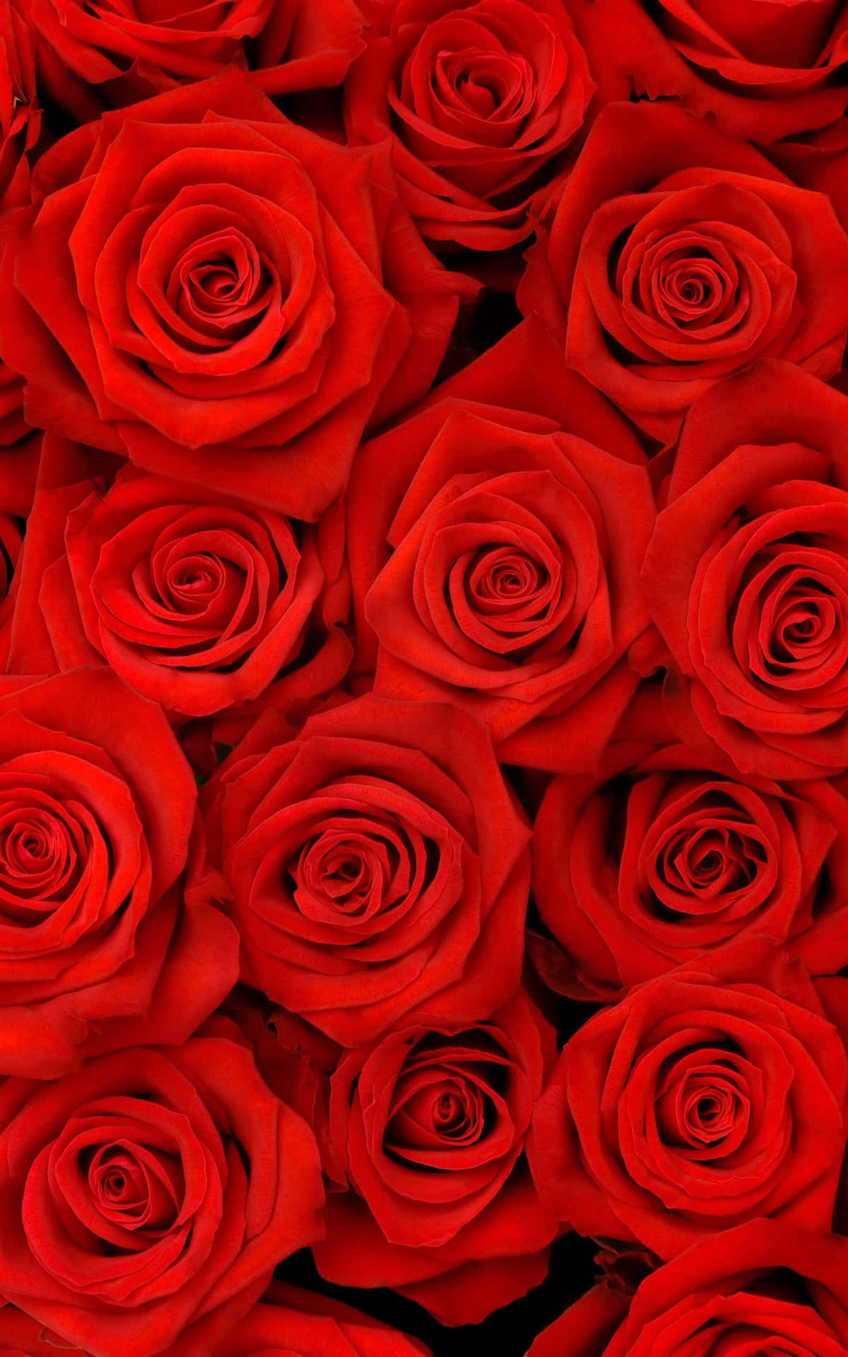 A Bunch Of Red Iphone X Roses Background