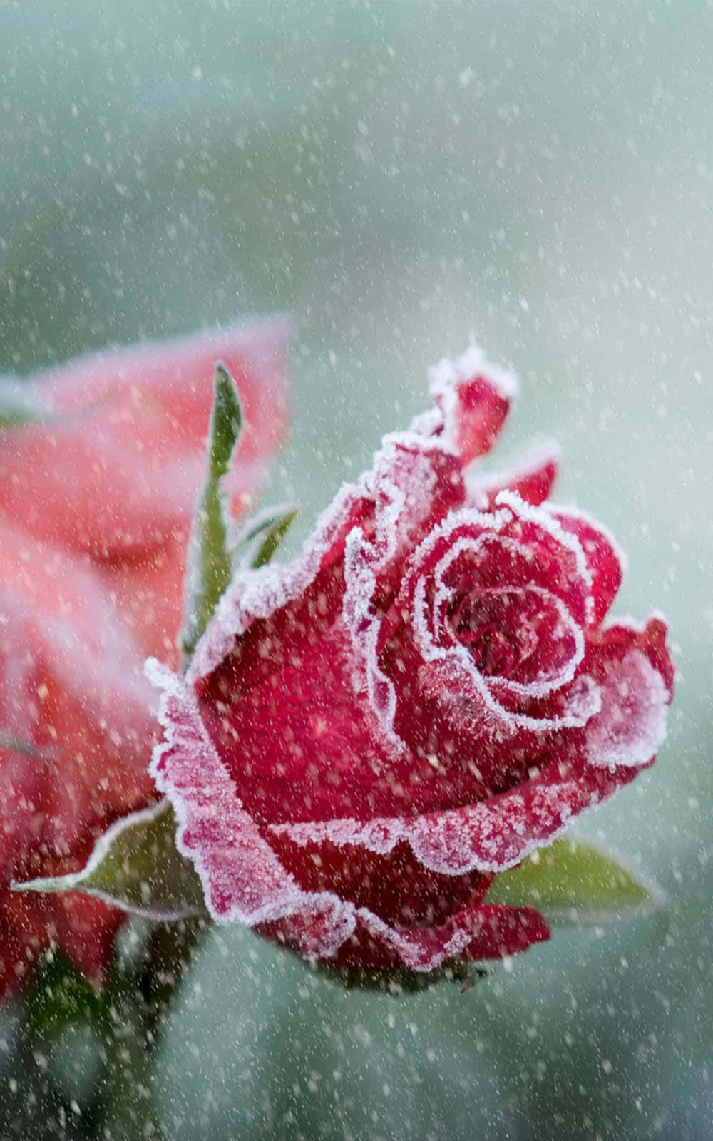 Covered With Ice Iphone X Roses Background