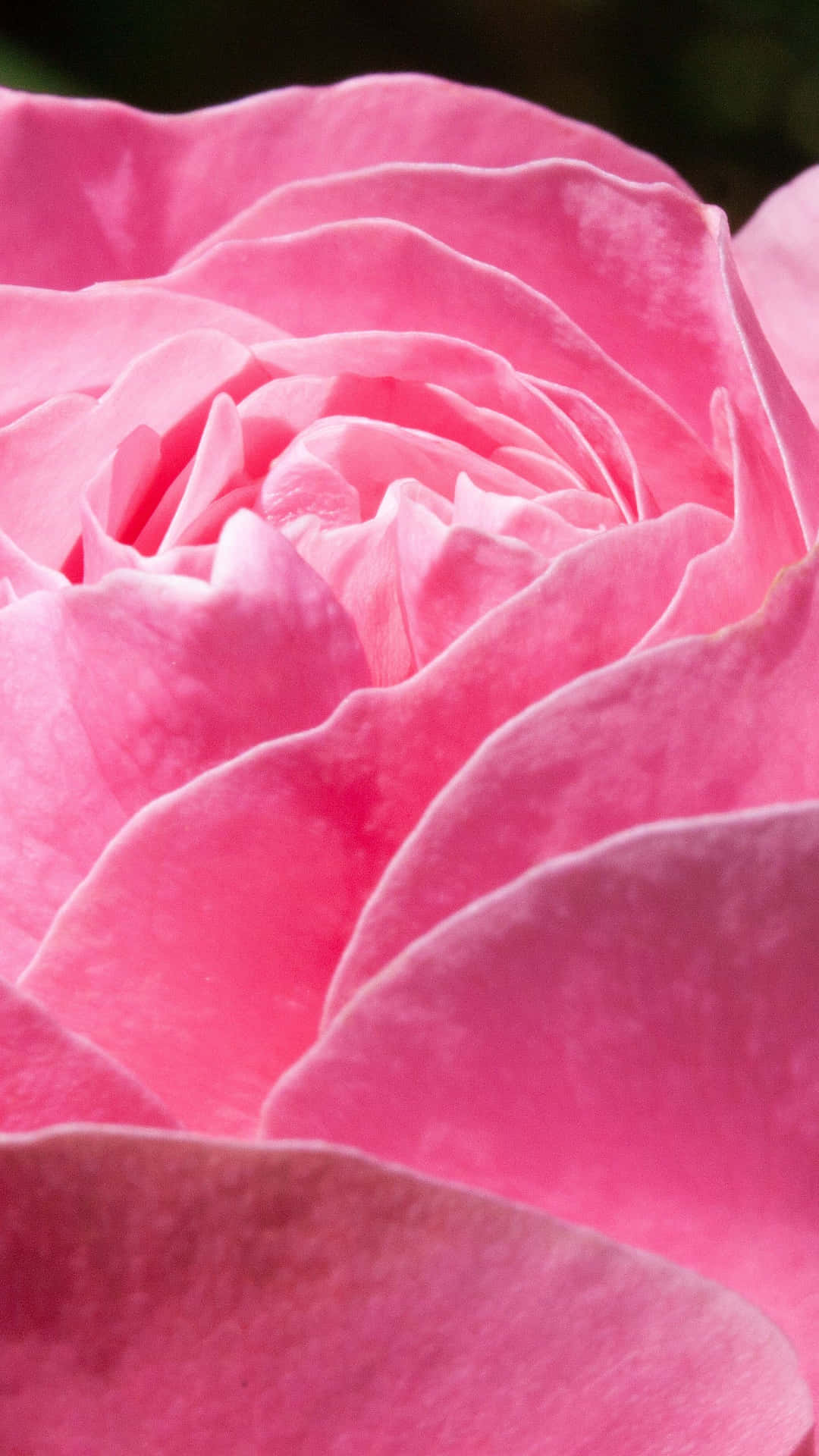 Focused Pink Petal Iphone X Roses Background